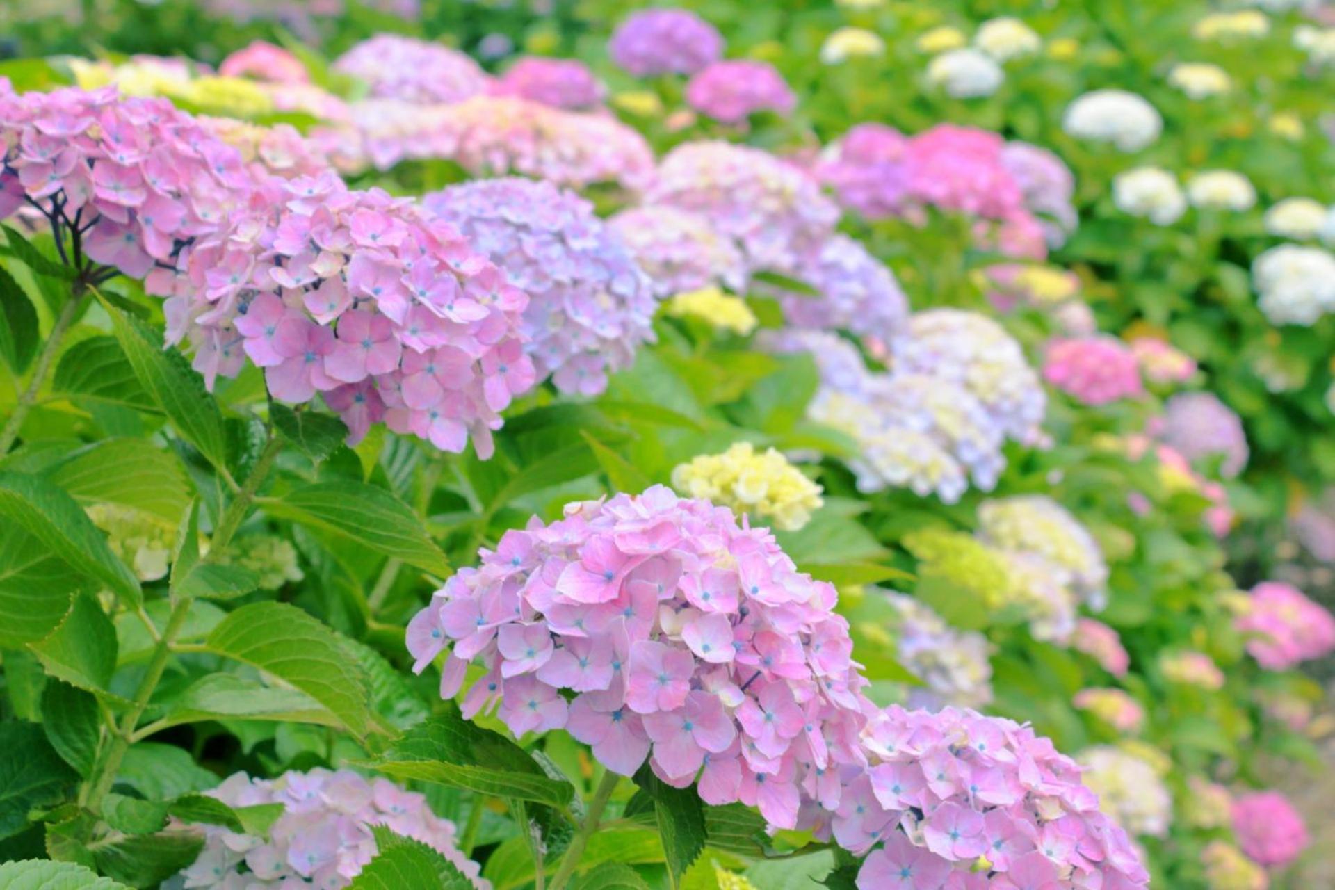 Pokapoka Shinkoiwa R 公寓 東京都